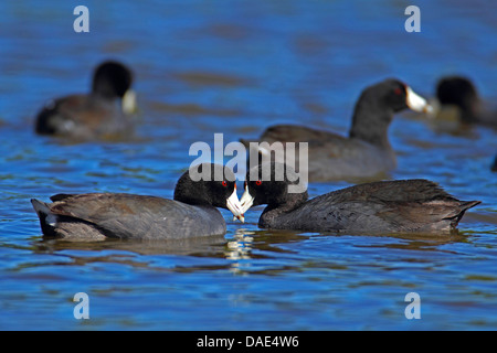 American folaga (fulica americana), di due uccelli una fatturazione in nuoto covey, STATI UNITI D'AMERICA, Florida Everglades National Park Foto Stock