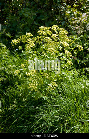 Alexanders, Smyrnium olusatrum, fioritura delle piante su un Devon cliffside Foto Stock