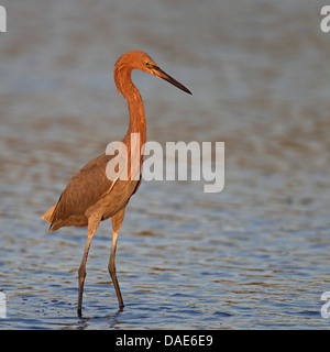 Reddish garzetta (Egretta rufescens), in piedi in acqua poco profonda, STATI UNITI D'AMERICA, Florida, Merritt Island Foto Stock