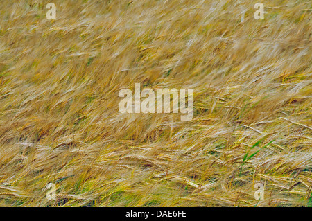 Orzo (Hordeum vulgare), campo di orzo, GERMANIA Baden-Wuerttemberg Foto Stock