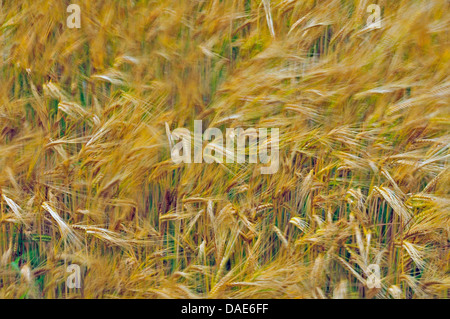 Orzo (Hordeum vulgare), campo di orzo, GERMANIA Baden-Wuerttemberg Foto Stock