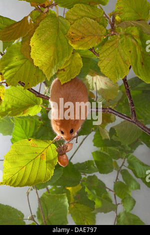 Moscardino, hazel ghiro (Muscardinus avellanarius), sui mangimi, arrampicata in una boccola di nocciole, Germania Foto Stock
