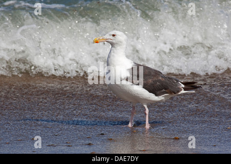 Maggiore nero-backed gull (Larus marinus), al mare del Nord, Germania Foto Stock