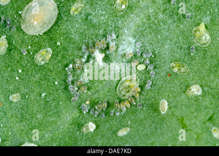 Cavolo, whitefly Aleyrodes proletella, uova deposte in un cerchio su una foglia di cavolo Foto Stock