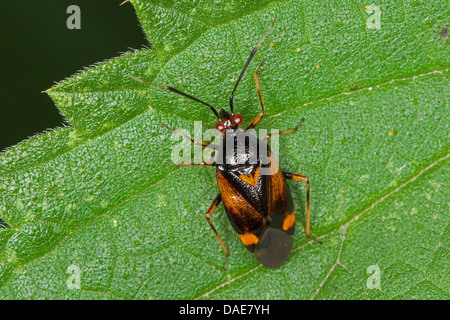 Bug del capside (Deraeocoris ruber), maschile seduto su un Ortica foglie, Germania Foto Stock