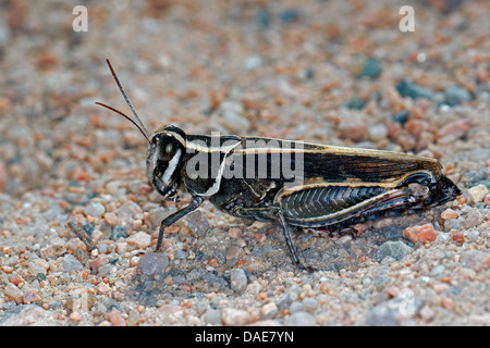 Locust, Rosa Winged Grasshopper (Calliptamus barbarus), seduta nella sabbia, Francia, Corsica Foto Stock