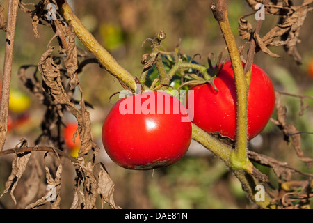 Giardino (pomodoro Solanum lycopersicum, Lycopersicon esculentum), frutti maturi in corrispondenza di boccole Foto Stock