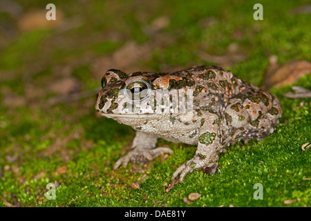 Il rospo verde, variegato toad (Bufo viridis), seduto sulla roccia di muschio, Germania Foto Stock