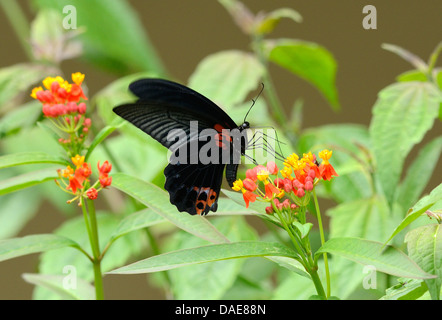 Bella Grande Farfalla mormone (Papilio memnon) sul fiore vicino alla strada via Foto Stock