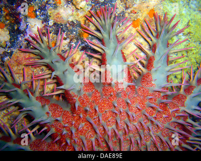 La corona di spine starfish (Acanthaster planci), presso il reef, Egitto, Mar Rosso Foto Stock