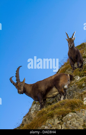 Stambecco delle Alpi (Capra ibex), su un pendio, Svizzera, Alpstein, Saentis Foto Stock