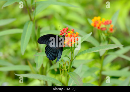 Bella Grande Farfalla mormone (Papilio memnon) sul fiore vicino alla strada via Foto Stock