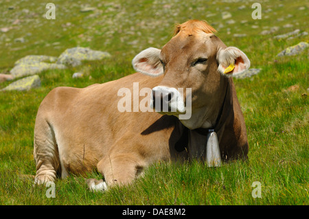 Gli animali domestici della specie bovina (Bos primigenius f. taurus), mucca giacente su un pascolo alpino, Italia Foto Stock