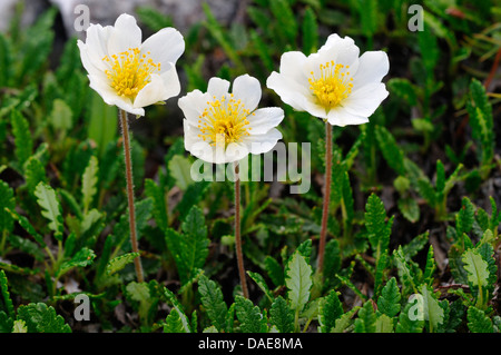 Mountain avens (Dryas octopetala), fioritura, Italia, Alto Adige, Dolomiti Foto Stock