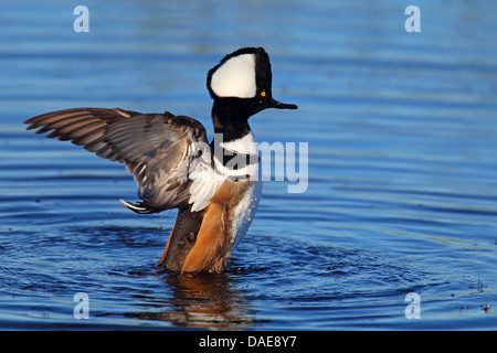 Hooded merganser (Mergus cucullatus), Drake sbattimenti ali sull'acqua, STATI UNITI D'AMERICA, Florida Foto Stock