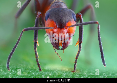 Unione di legno rosso Ant (Formica pratensis), ritratto, Germania Foto Stock