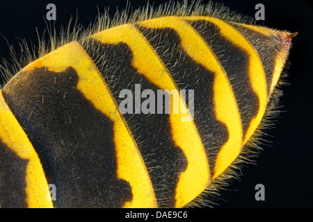 Wasp comune (Vespula vulgaris, Paravespula vulgaris), addome con sting, Germania, Thueringen Foto Stock