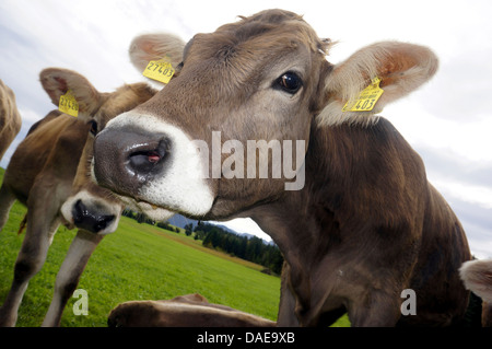 Gli animali domestici della specie bovina (Bos primigenius f. taurus), cattles domestici in piedi su un pascolo, in Germania, in Baviera Foto Stock