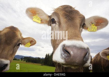 Gli animali domestici della specie bovina (Bos primigenius f. taurus), cattles domestici in piedi su un pascolo, in Germania, in Baviera Foto Stock