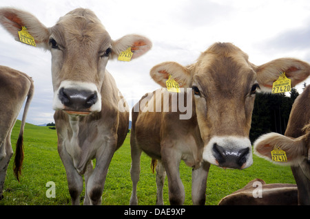 Gli animali domestici della specie bovina (Bos primigenius f. taurus), vacche in piedi su un pascolo, in Germania, in Baviera Foto Stock