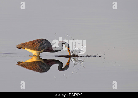 Louisiana Heron, Tricolore Heron (Egretta tricolore), catturare un pesce, STATI UNITI D'AMERICA, Florida, Merritt Island Foto Stock