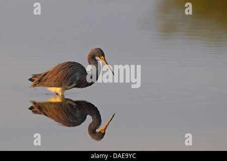 Louisiana Heron, Tricolore Heron (Egretta tricolore), in cerca di cibo in acque poco profonde, STATI UNITI D'AMERICA, Florida, Merritt Island Foto Stock