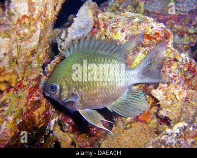 Yellobelly castagnole (Amblyglyphidodon leucogaster), tra rocce, Egitto, Mar Rosso Foto Stock