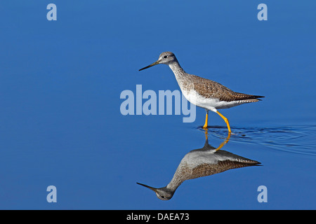 Maggiore (yellowlegs Tringa melanoleuca), camminando attraverso acque poco profonde in cerca di cibo, STATI UNITI D'AMERICA, Florida, Merritt Island Foto Stock