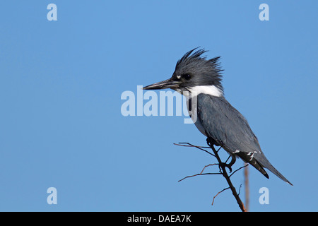 Belted kingfisher (Megaceryle alcyon, Ceryle alcyon), maschile seduto su una boccola, STATI UNITI D'AMERICA, Florida, Merritt Island Foto Stock