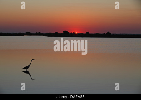 Airone blu (Ardea erodiade), in cerca di cibo in acque poco profonde, tramonto, STATI UNITI D'AMERICA, Florida, Merritt Island Foto Stock