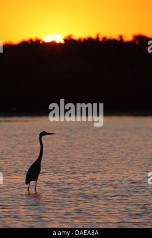 Airone blu (Ardea erodiade), in cerca di cibo in acque poco profonde, tramonto, STATI UNITI D'AMERICA, Florida, Merritt Island Foto Stock