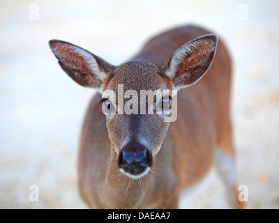 Key deer (Odocoileus virginianus clavium), femmina, ritratto, STATI UNITI D'AMERICA, Florida, Big Pine Key Foto Stock