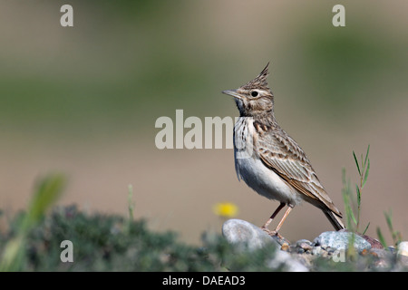 Crested lark (Galerida cristata), maschio in piedi sul suolo, Turchia, Birecik Foto Stock