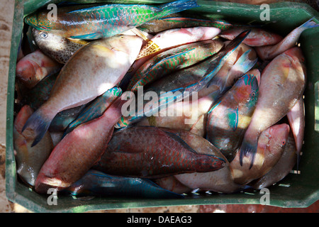 Parrotfishes (Scaridae, Callyodontidae), in una scatola presso il mercato del pesce, Egitto, Hurghada Foto Stock