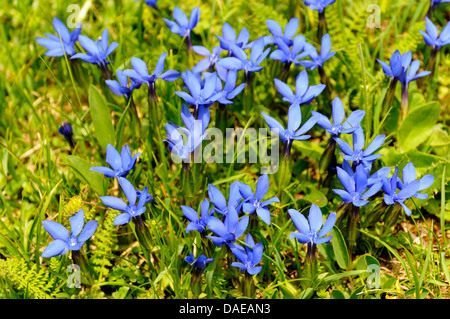 La molla la genziana (Gentiana verna), che fiorisce in un mwedow, Italia, Alto Adige, Dolomiti Foto Stock