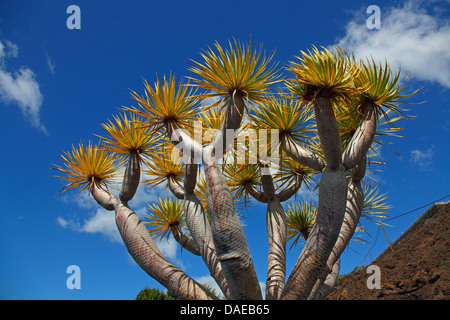 Drago di strappo il sangue, Draegon Tree, Isole Canarie Dragon Tree, Drago (Dracaena draco), contro il cielo blu, Isole Canarie La Palma Foto Stock