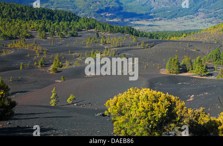 In canarie pine (Pinus canariensis), pino successione su ceneri vulcaniche (lapillisoil) , Isole Canarie La Palma, El Pilar Foto Stock