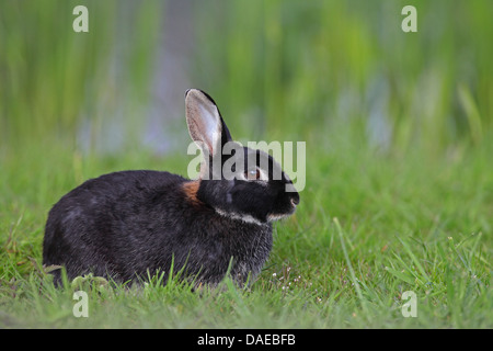 Coniglio europeo (oryctolagus cuniculus), seduti in un prato, fase di nero, Paesi Bassi, Frisia Foto Stock