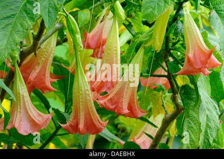 Angelo tromba tree (Brugmansia spec., Datura spec.), fioritura Foto Stock