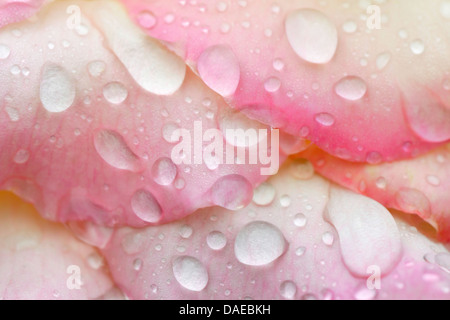 Rose ornamentali (Rosa spec.), petali di rosa con gocce di pioggia Foto Stock