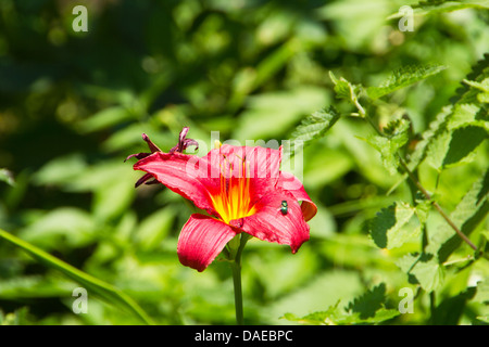 Bella daylily rosso verde con volare Foto Stock