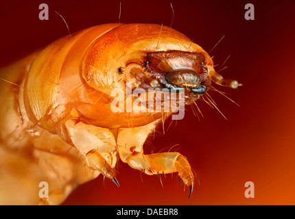 Giallo mealworm beetle (Tenebrio molitor), la testa di un mealworm Foto Stock