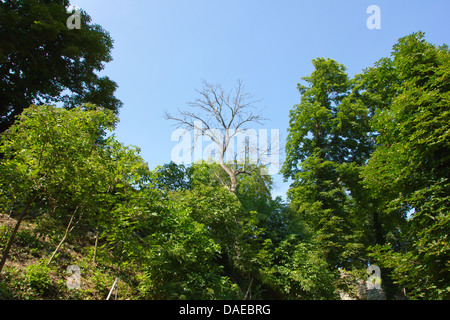 Albero sfrondato nella foresta Foto Stock