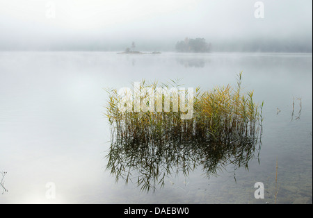 Eibsee nella nebbia, in Germania, in Baviera, Alta Baviera, Baviera superiore Foto Stock