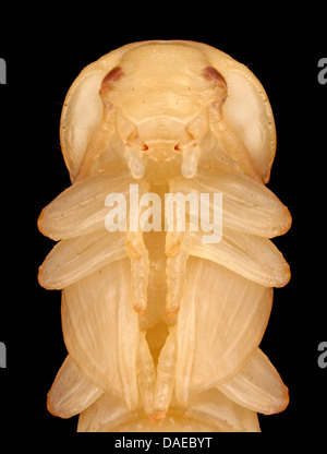 Giallo mealworm beetle (Tenebrio molitor), coleottero mealworm pupa, Germania Foto Stock