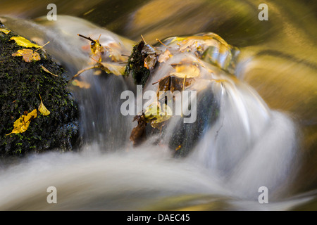 Foglie di autunno su pietre di muschio nelle rapide di un fiume, in Germania, in Sassonia, Vogtlaendische Schweiz, Triebtal Foto Stock