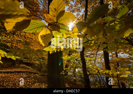 Comune di faggio (Fagus sylvatica), autunno ramoscello in controluce, Germania, Meclemburgo-Pomerania Occidentale Foto Stock