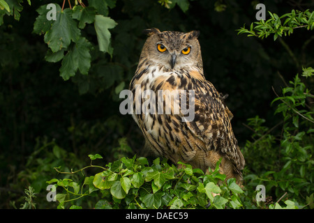 Ritratto di un gufo reale (Bubo bubo) Foto Stock