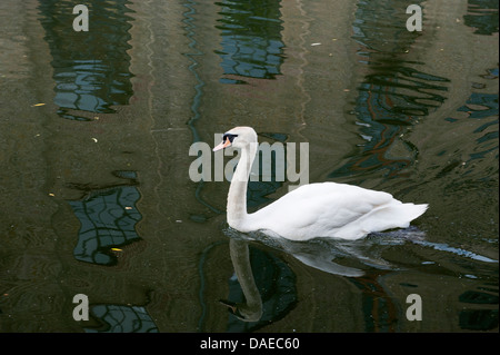 Cigno sereno Foto Stock