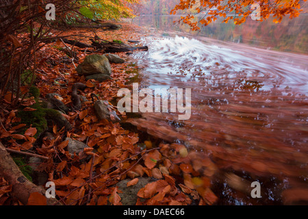 Foglie di autunno a riva del lago, Germania, Meclemburgo-Pomerania, Feldberg, Schmaler Luzin Foto Stock